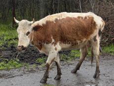 Продаются 3 коровы 