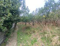 Город Гагра Сабинар 