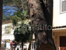 СПИЛ АВАРИЙНЫХ ДЕРЕВЬЕВ 