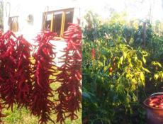 Абхазская аджика