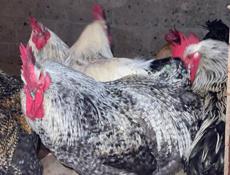 Петухи крупные 🐓 