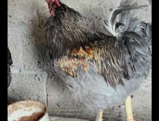 Петухи крупные 🐓 