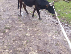 Телка Лошади Абщткуа