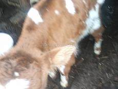 Продам бычка 