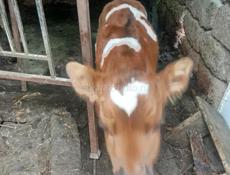 Продам бычка 