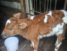 Продам бычка 