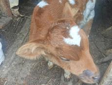 Продам бычка 