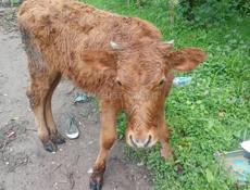 Продам тёлку 