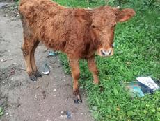 Продам тёлку 