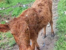 Продам тёлку 