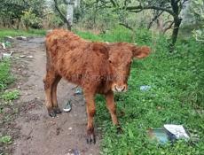 Продам тёлку 