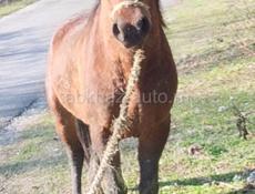 Продаю лошадь 