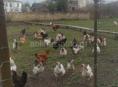 Продам 10 курей срочно 