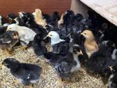 Циплята 10 дневные