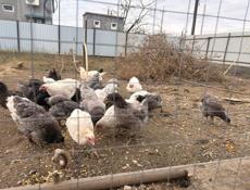 Продаются куры крупной породы