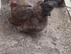 Продаются куры крупной породы