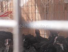 Продаются цыплята породы Джерсидский гигант