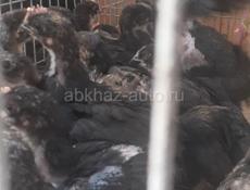 Продаются цыплята породы Джерсидский гигант