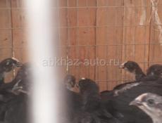 Продаются цыплята породы Джерсидский гигант