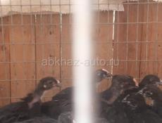 Продаются цыплята породы Джерсидский гигант