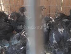 Продаются цыплята породы Джерсидский гигант