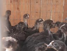 Продаются цыплята породы Джерсидский гигант