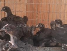 Продаются цыплята породы Джерсидский гигант