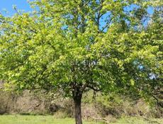 Срочно плетенный кукурузник. Амбар. 