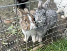 Кролики декоративные 