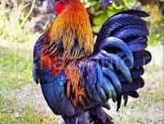 Срочно продаю петухов