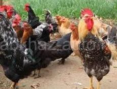 Срочно продаю петухов