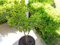 Бересклет японский