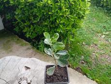 Бересклет японский