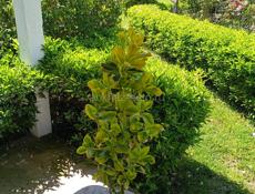 Бересклет японский