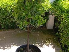 Бересклет японский