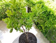 Бересклет японский