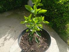 Бересклет японский