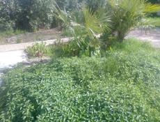 Продаю мяту 