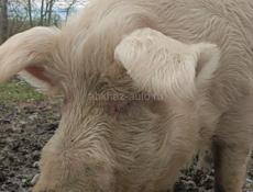 Продам кабана