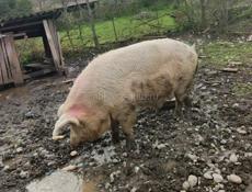 Продам кабана