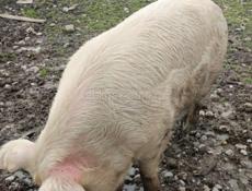 Продам кабана