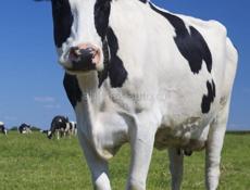 Дойные коровы