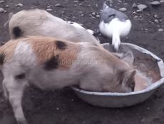 Продам поросят