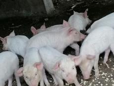 Продам поросят. 