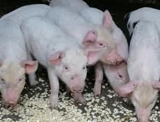 Продам поросят. 