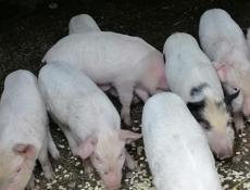 Продам поросят. 