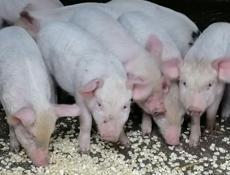 Продам поросят. 