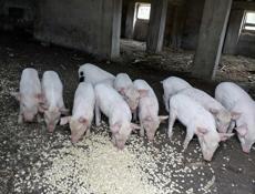 Продам поросят. 