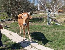 Продам корову должна отелиться