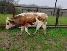 Продается бык 